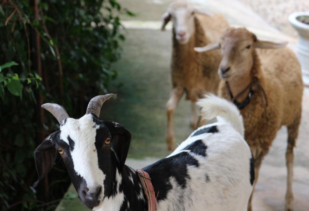 Kalaka Homestay Ban Ban San Sai Εξωτερικό φωτογραφία